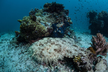 Camouflaged Tasseled Wobbegong