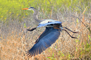 A Great Blue Heron Takes wing