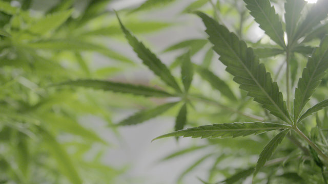 Background Texture of Marijuana Plants at Indoor Cannabis Farm 