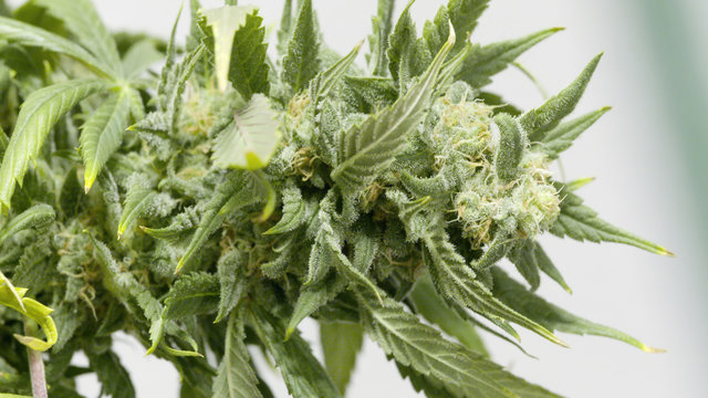 Large Marijuana Bud With Red Hairs Isolated on White Background