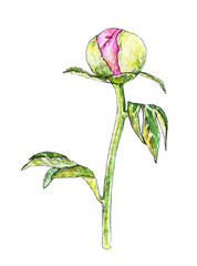 Fototapeta premium Botanical illustration of peony flower, vector made from my own watercolor painting