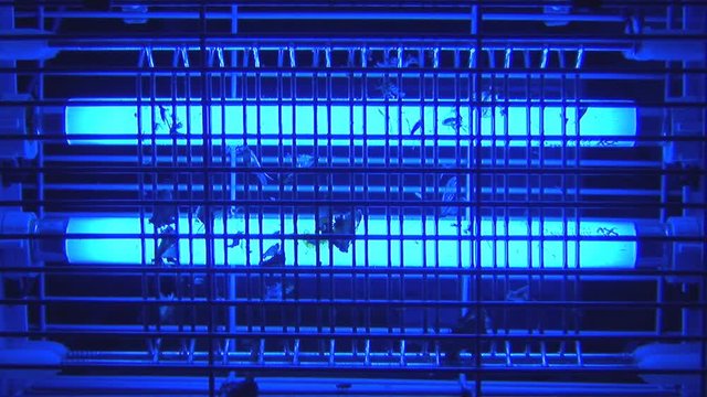 Blue light lamp for killing insects
