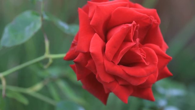 Beautiful rose in a vibrant color closeup