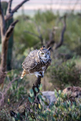 Perched Desert Owl