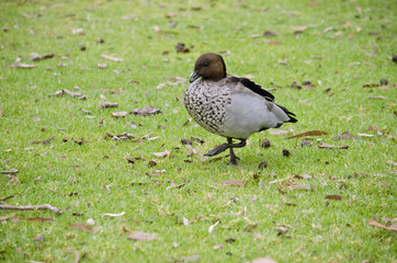Australian wood duck