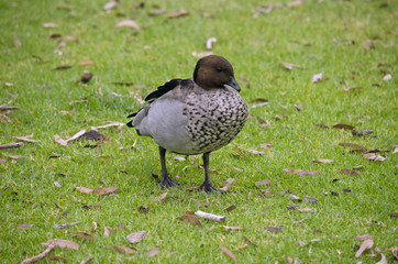 Australian wood duck