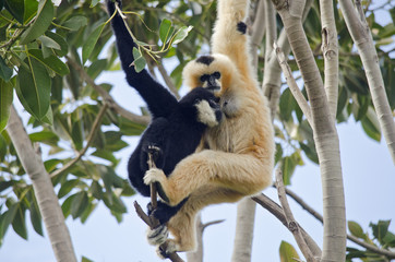 white faced gibbon