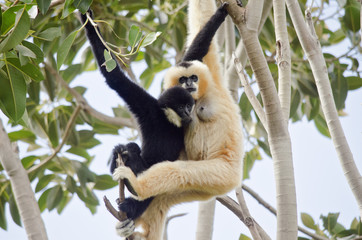 Fototapeta premium white faced gibbon
