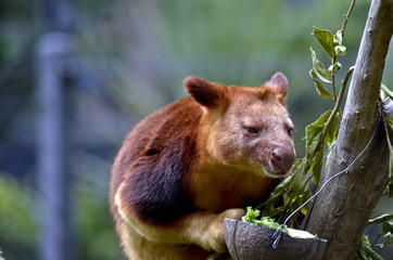 tree kangaroo