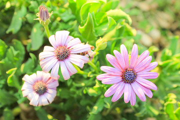 Obraz premium Pink Flowers at sun light. Green Floral Background.