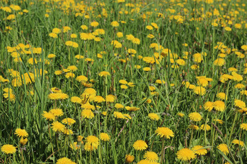 field of dandelions


