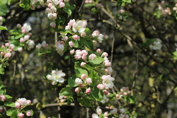 apple tree


