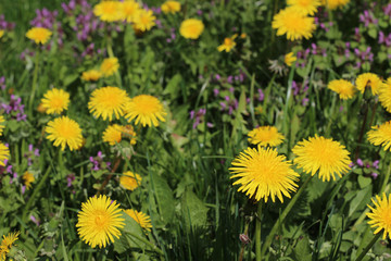 field of dandelions

