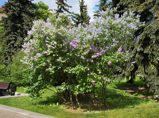 Fototapeta na wymiar Beautiful blooming lilacs in a park.