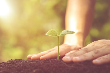 Hand growing a young plant