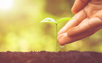 Hand watering a tree growing on fertile soil with green and yellow bokeh background / nurturing...