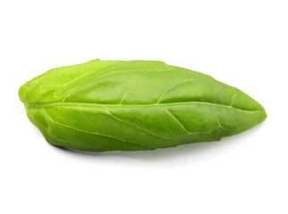 Fresh basil leaf isolated on white