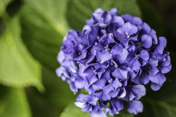 violet hydrangea flower