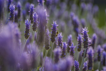 ラベンダーとミツバチ