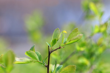 Spring green bush close up
