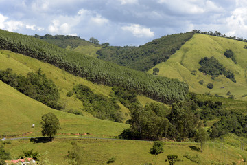Fototapeta na wymiar Green hills with pine trees
