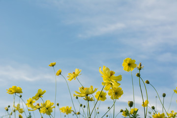 Yellow cosmos flowers with light blue background.