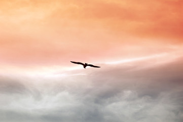 Seagull