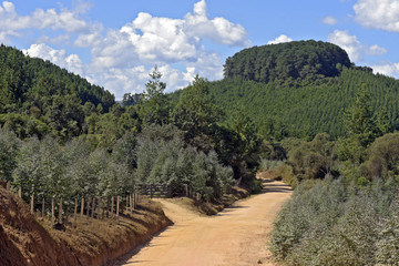 Fototapeta na wymiar Dirt road flanked by planting eucalyptus and pine