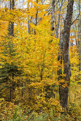 collection of beautiful colorful autumn leaves  green yellow ora