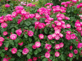 満開のバラ
ピンクの花と緑の葉のコントラストの美しさ