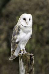 Male Barn Owl