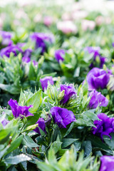 Fototapeta premium bouquet of violet lisianthus flowers in the morning