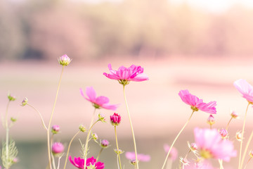 beautiful cosmos flowers with color filters
