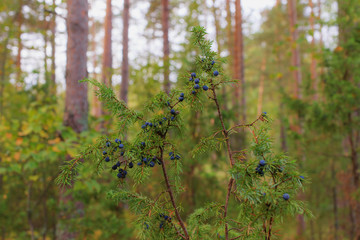 juniper in the woods