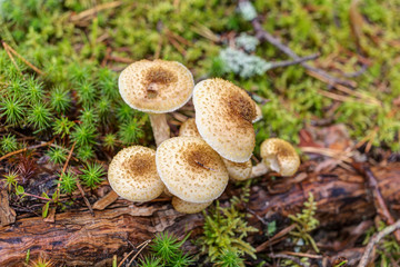 agaric growing in the forest