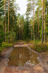 dirt road in coniferous forest