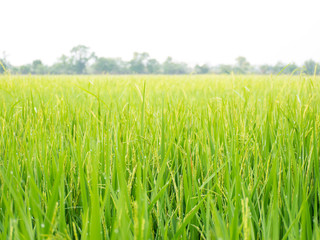 freshess of rice field in the morning