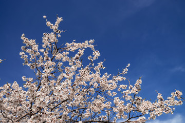 	Цветение дикого даурского абрикоса на юге Забайкалья (Armeniaca sibirica)