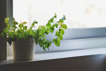 plant on kitchen windowsill, close up
