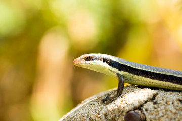a skink blurry nature background 