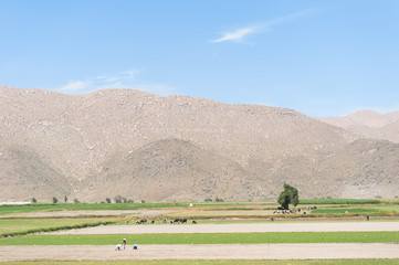 Fototapeta premium Natural Landscape - with Valley and cow farm