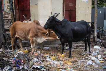 Cows Roaming on Street