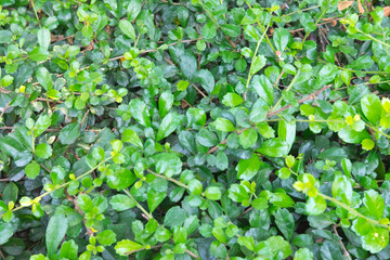 Green Leaves texture background