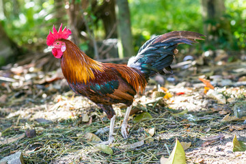 Chickens rooster on traditional free range poultry farm
