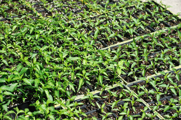 green pepper seedling in spring