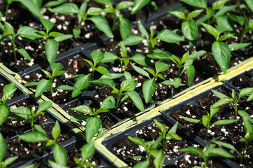 green pepper seedling in spring