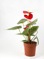 Anthurium a flowering plant