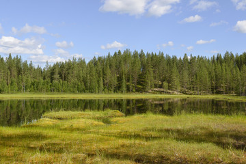Fototapeta premium Summer landscape with a lake and swamp. Northern Finland