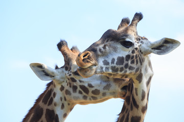 Closed up picture of giraffes under blue sky