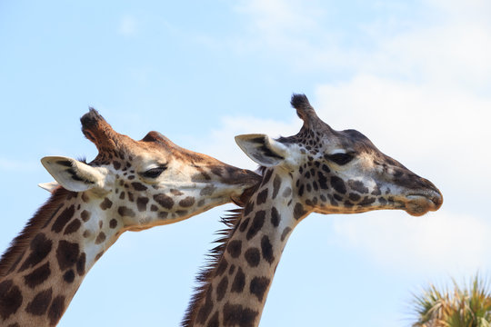 Closed up picture of giraffes under blue sky